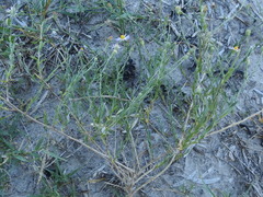 Psilactis heterocarpa