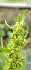 Rumex microcarpus