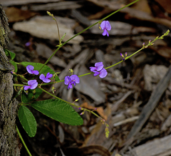 Desmodium rhytidophyllum