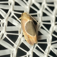 Hoplomorpha abalienella