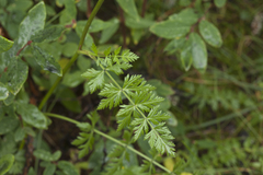 Seseli condensatum