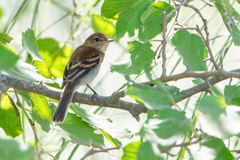Myiophobus fasciatus