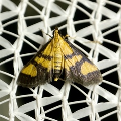 Metallarcha achoeusalis