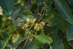 Cinnamomum iners