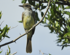 Myiarchus swainsoni