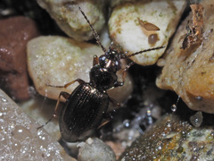 Bembidion lampros