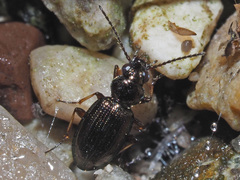 Bembidion lampros