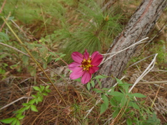 Cosmos scabiosoides