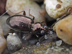 Bembidion lampros