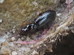 Bembidion lampros