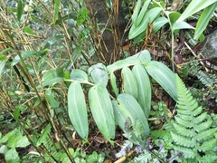 Polygonatum arisanense