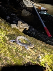 Ambystoma jeffersonianum