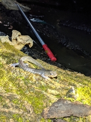 Ambystoma jeffersonianum