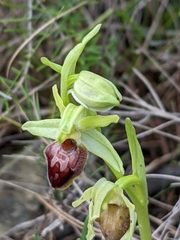 Ophrys sphegodes massiliensis