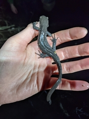 Ambystoma jeffersonianum