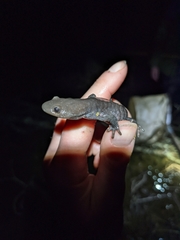 Ambystoma jeffersonianum