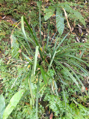 Hypolytrum nemorum nemorum