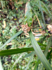 Hypolytrum nemorum nemorum