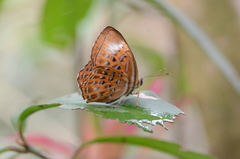Taxila haquinus haquinus