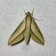 Theretra queenslandi