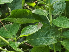Zizula hylax pygmaea