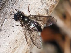 Melangyna quadrimaculata