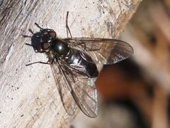 Melangyna quadrimaculata