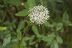 Seseli condensatum