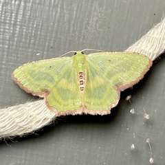 Metallochlora lineata