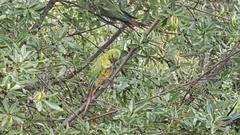 Enicognathus leptorhynchus
