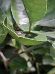 Zelus illotus