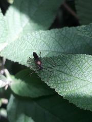 Zelus illotus