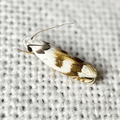 Plectophila pyrgodes