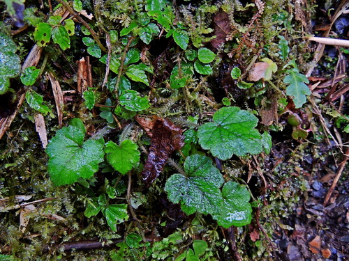Image of Asimitellaria formosana by (c) Jacy Chen, some rights reserved (CC BY)