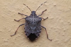 Halyomorpha halys