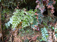 Trichomanes obscurum