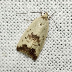 Ageletha elaeodes