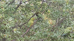 Enicognathus leptorhynchus
