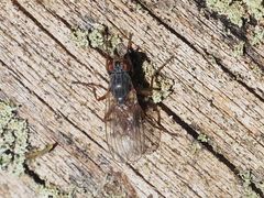 Lispocephala brachialis