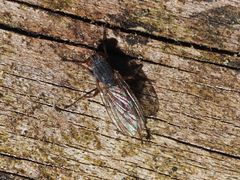 Lispocephala brachialis