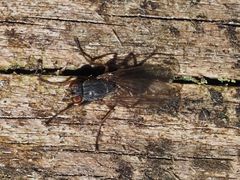 Lispocephala brachialis