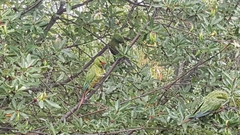 Enicognathus leptorhynchus