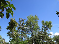 Aspidosperma macrocarpon