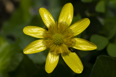 Ficaria verna chrysocephala