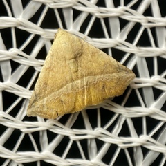 Eublemma crassiuscula