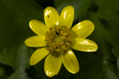 Ficaria verna chrysocephala