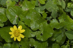 Ficaria verna chrysocephala