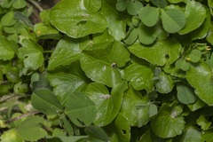 Ficaria verna chrysocephala