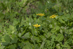 Ficaria verna chrysocephala