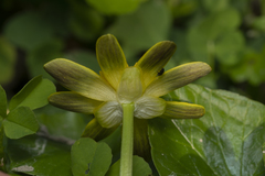 Ficaria verna chrysocephala